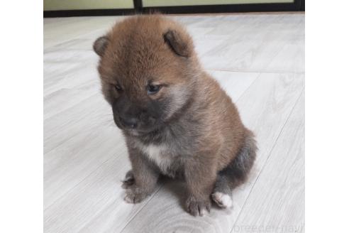 販売中の秋田県の柴犬-396401の2枚目